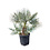 Chamaerops humilis "cerifera"  (pot 25 liter)