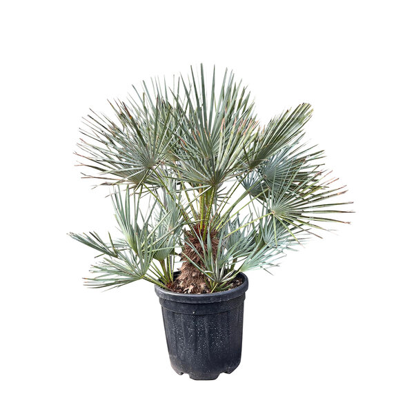 Chamaerops humilis "cerifera"  (pot 25 liter)