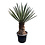 Yucca faxoniana (NO:2)