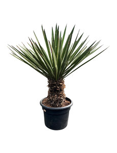 Yucca faxoniana (NO:1)