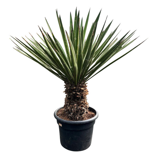 Yucca faxoniana (NO:1)