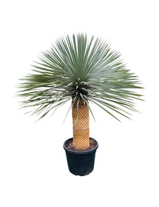  Yucca rostrata "Superior" 130-140 cm