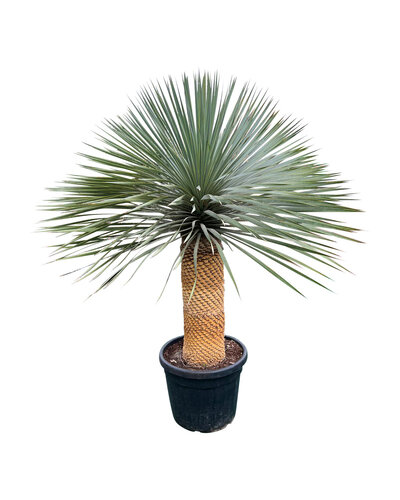  Yucca rostrata "Superior" 130-140 cm