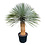 Yucca rostrata "Superior" 130-140 cm