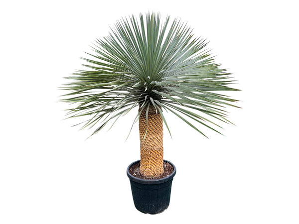 Yucca rostrata "Superior" 130-140 cm