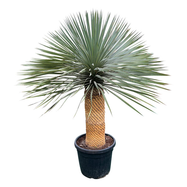Yucca rostrata "Superior" 130-140 cm
