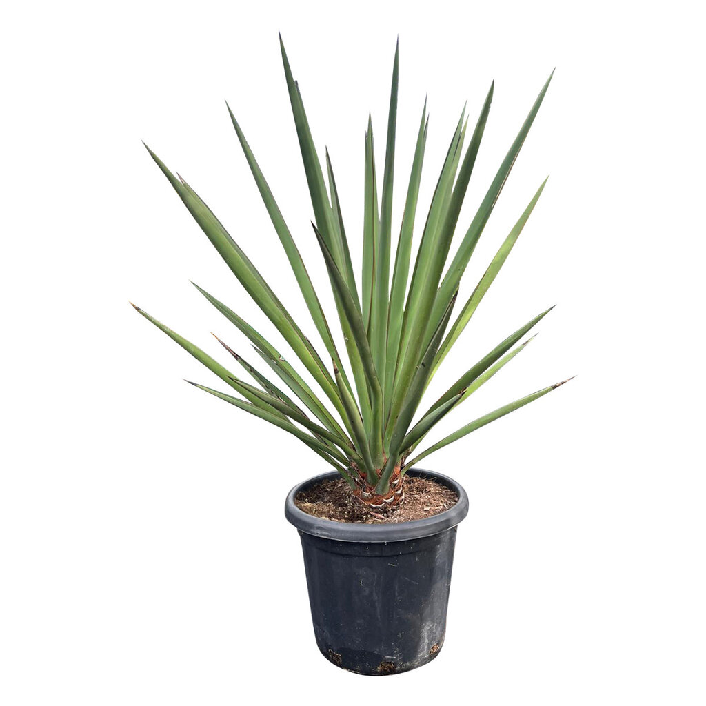 Yucca faxoniana (medium)
