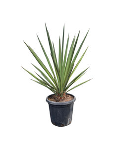 Yucca faxoniana (medium)