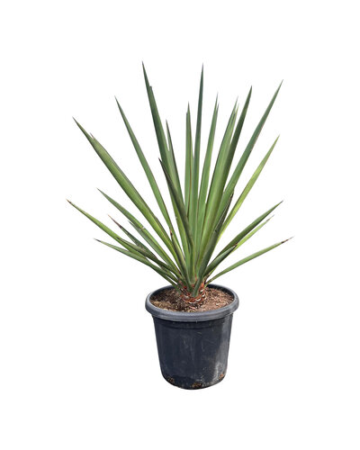  Yucca faxoniana (medium)