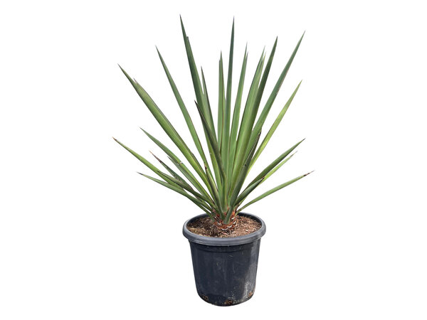 Yucca faxoniana (medium)