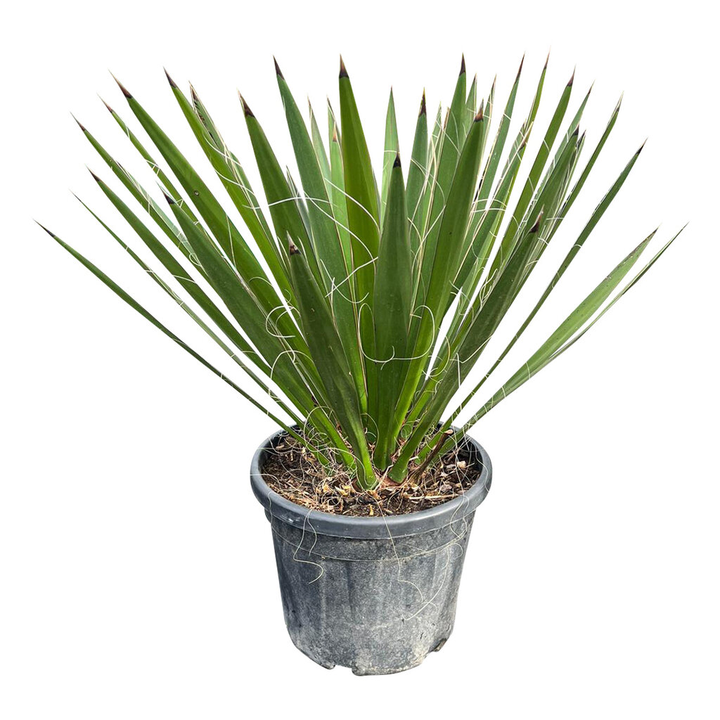 Yucca carnerosana (large)