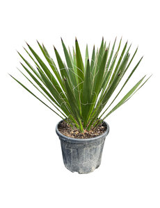 Yucca carnerosana (large)