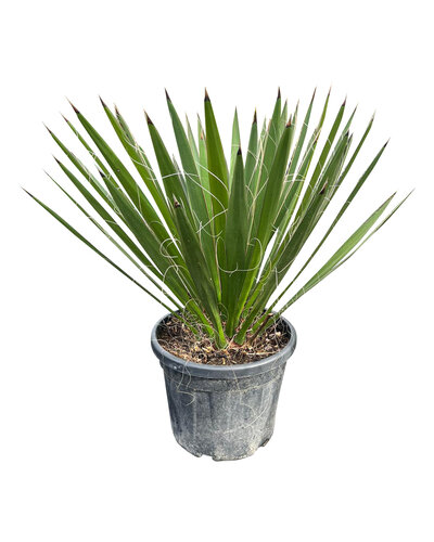 Yucca carnerosana (large)
