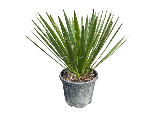 Yucca carnerosana (large)