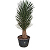  Yucca filifera australis 175-200 cm
