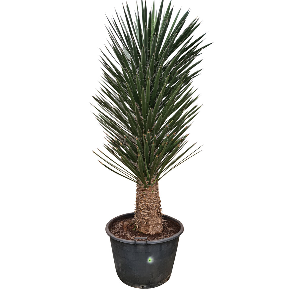 Yucca filifera australis 175-200 cm