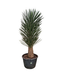 Yucca filifera australis 175-200 cm