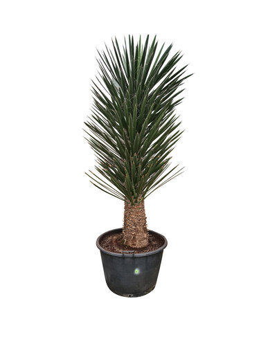 Yucca filifera australis 175-200 cm