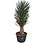 Yucca filifera australis 175-200 cm
