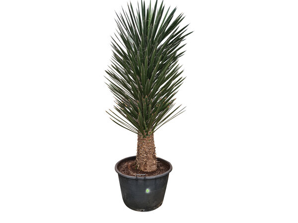 Yucca filifera australis 175-200 cm