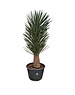  Yucca filifera australis 175-200 cm