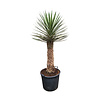  Yucca filifera australis 150 cm (trimmed trunc)