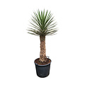 Yucca filifera australis 125-150 cm (trimmed trunc)