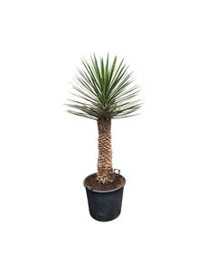Yucca filifera australis 150 cm (trimmed trunc)