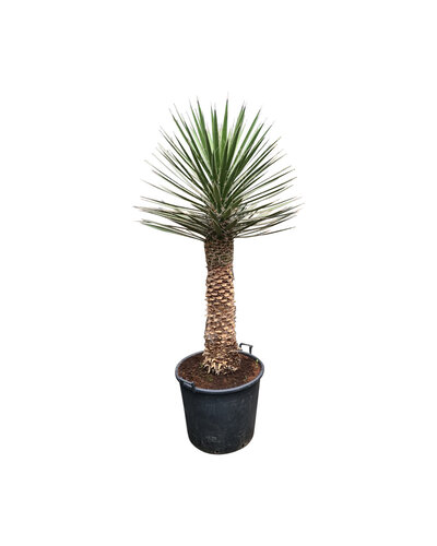  Yucca filifera australis 125-150 cm (trimmed trunc)