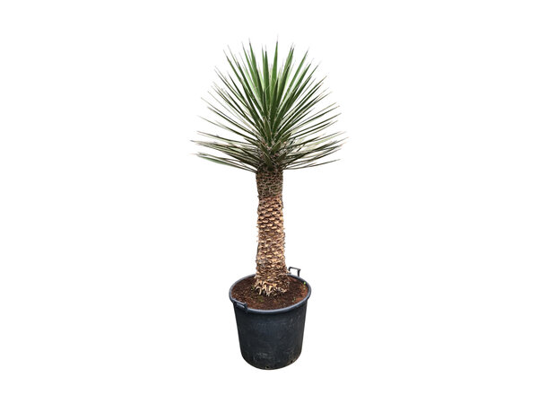 Yucca filifera australis 150 cm (trimmed trunc)