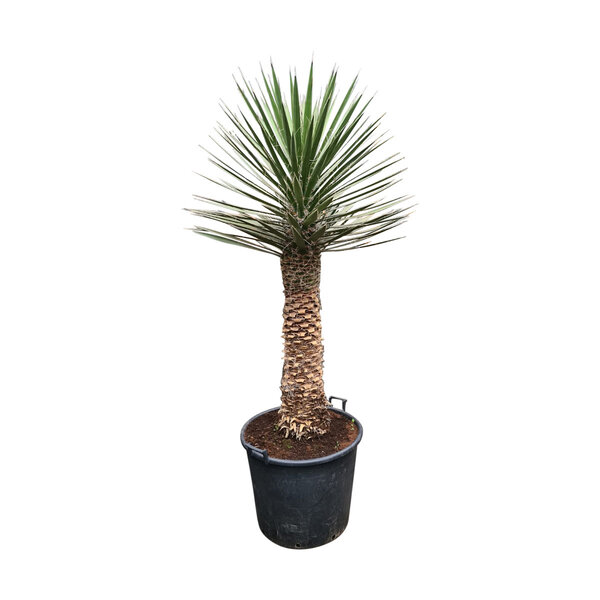 Yucca filifera australis 150 cm (trimmed trunc)