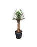  Yucca filifera australis 125-150 cm (trimmed trunc)