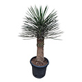 Yucca filifera australis 100-125 cm (trimmed trunc)