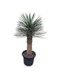 Yucca filifera australis 100-125 cm (trimmed trunc)