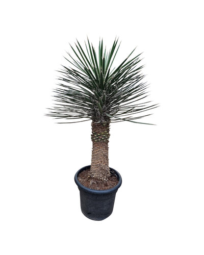  Yucca filifera australis 100-125 cm (trimmed trunc)