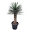 Yucca filifera australis 100-125 cm (trimmed trunc)