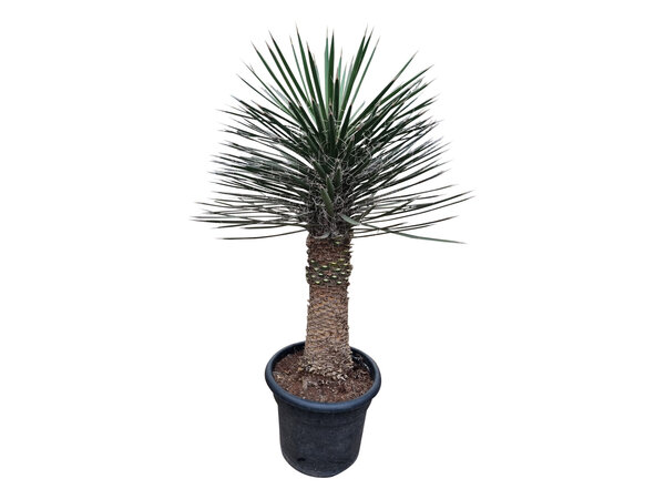 Yucca filifera australis 100-125 cm (trimmed trunc)