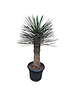  Yucca filifera australis 100-125 cm (trimmed trunc)
