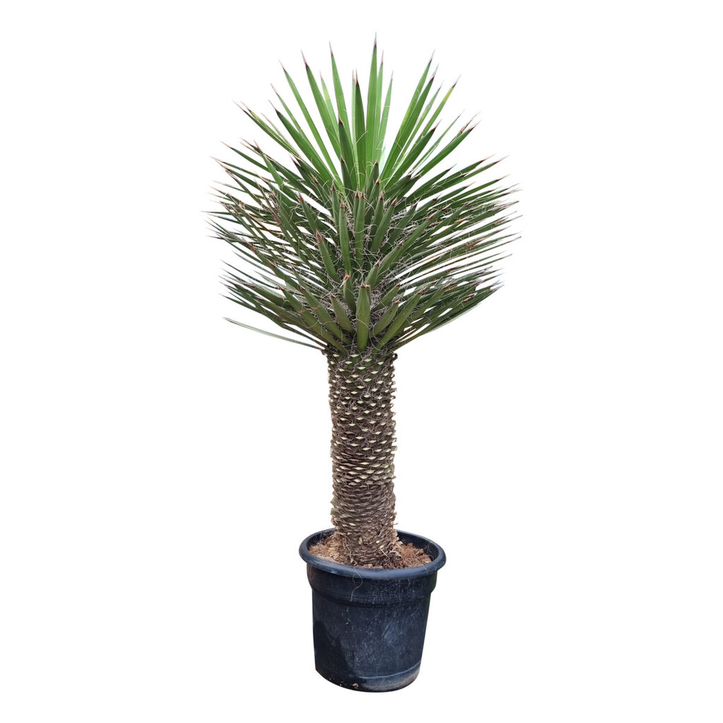 Yucca filifera australis 150 cm (trimmed trunc)