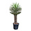 Yucca filifera australis 150 cm (trimmed trunc)