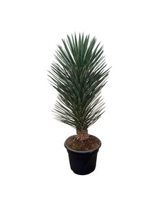 Yucca filifera australis 125-150 cm