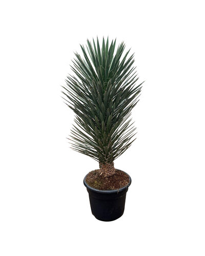  Yucca filifera australis 125-150 cm