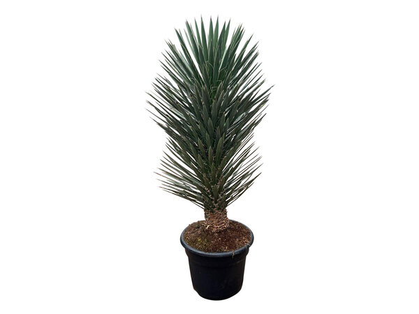 Yucca filifera australis 125-150 cm