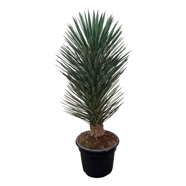 Yucca filifera australis 125-150 cm