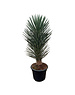  Yucca filifera australis 125-150 cm