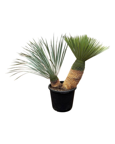  Yucca rostrata "Multitrunc" (NO:6)