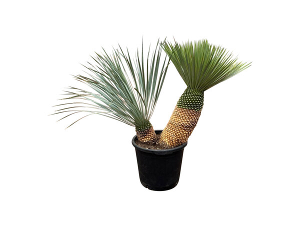 Yucca rostrata "Multitrunc" (NO:6)
