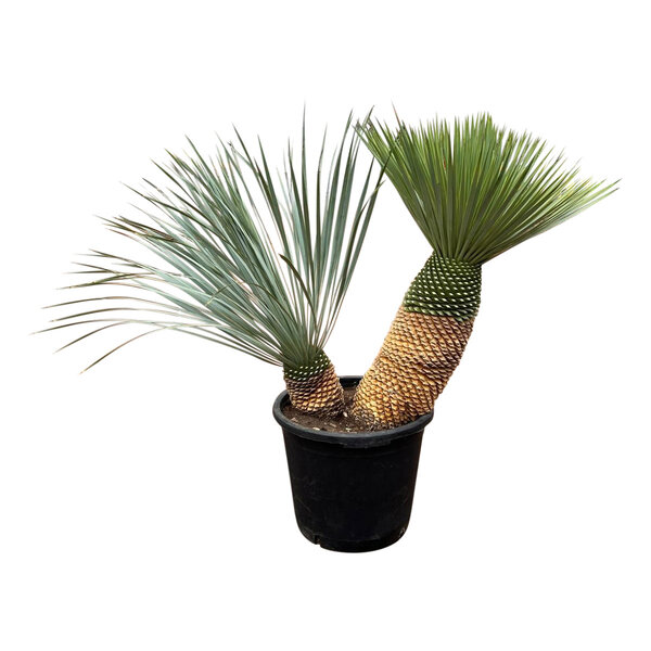 Yucca rostrata "Multitrunc" (NO:6)