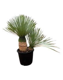 Yucca rostrata "Multitrunc" (NO:7)