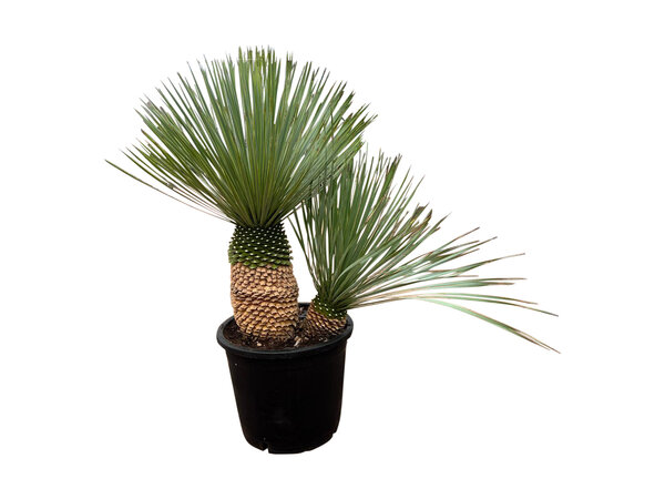 Yucca rostrata "Multitrunc" (NO:7)